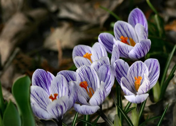 Pierwsze Wiosenne Kwiaty Krokus — Zdjęcie stockowe