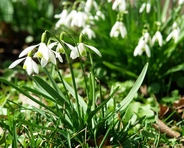 Frühling Weiße Schneeglöckchen Blumen — Stockfoto