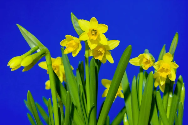 Narcisos Flores Pétalas Flora — Fotografia de Stock