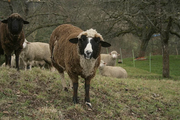 Domácí Hospodářská Zvířata Pastvinách — Stock fotografie
