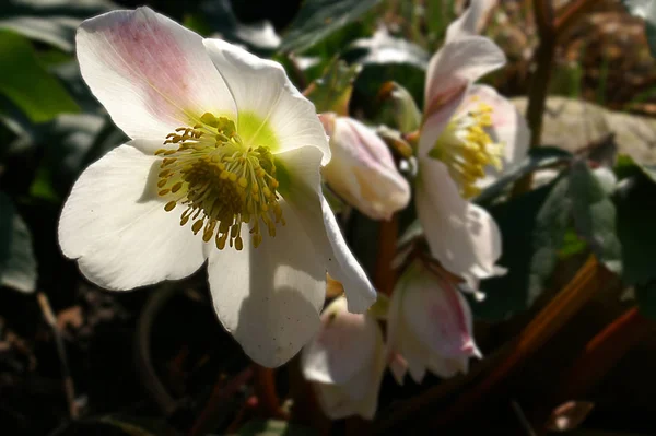 Vackra Blommor Blommigt Koncept Bakgrund — Stockfoto