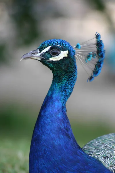 Pássaro Pavão Penas Coloridas — Fotografia de Stock