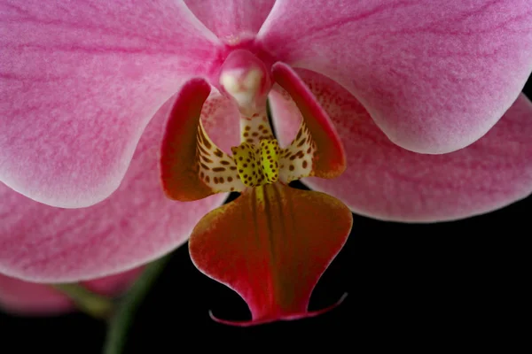 Růžové Okvětní Lístky Orchideje — Stock fotografie