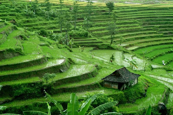 Visão Panorâmica Agricultura Foco Seletivo — Fotografia de Stock