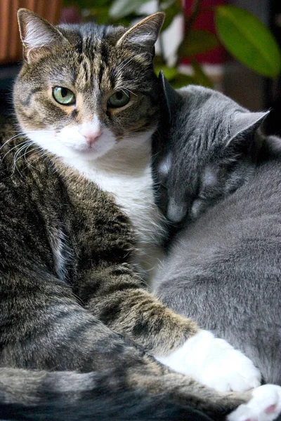 Que Diz Que Não Amor Verdadeiro — Fotografia de Stock