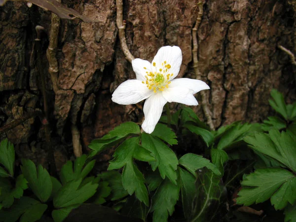 Flores Primavera Bosque — Foto de Stock