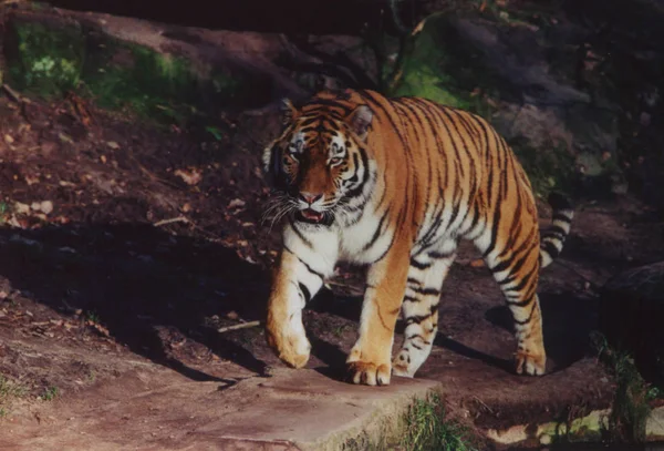 Tiger Tiergarten Nuernberg Outdoor Enclosure — Stock Photo, Image