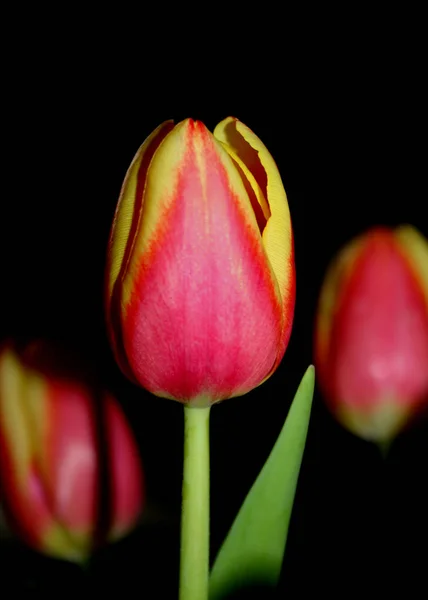 Krásné Tulipány Okvětní Lístky Flóra — Stock fotografie