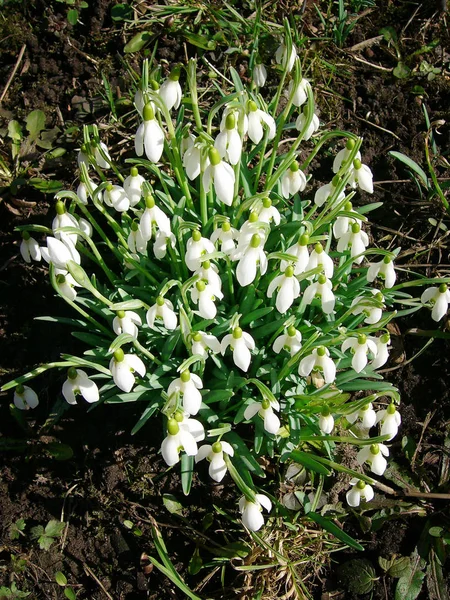 Vit Vår Liten Snöfall Blommor Galanthus Nivalis — Stockfoto