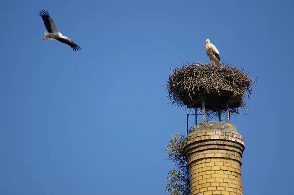 野生動物や自然動物にコウノトリを — ストック写真