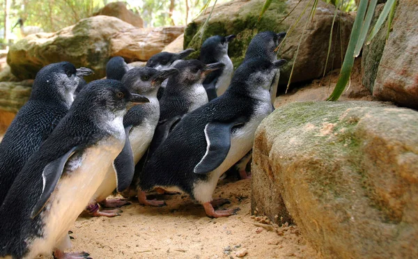 Niedliche Pinguine Der Wilden Natur — Stockfoto