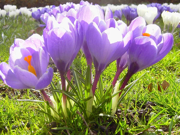 Tavasz Virágzó Krokusz Virágok — Stock Fotó