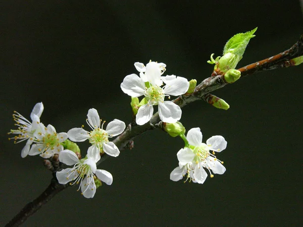 Flores Bonitas Fundo Conceito Floral — Fotografia de Stock