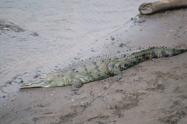 Animal Crocodilo Predador Anfíbio — Fotografia de Stock