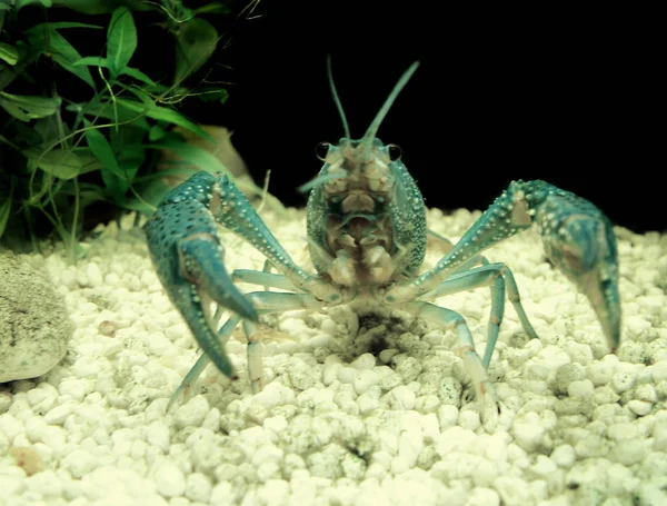 Kanker Het Aquarium — Stockfoto