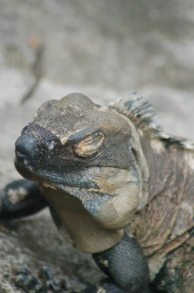 Lucertola Iguana Predatore Animale — Foto Stock