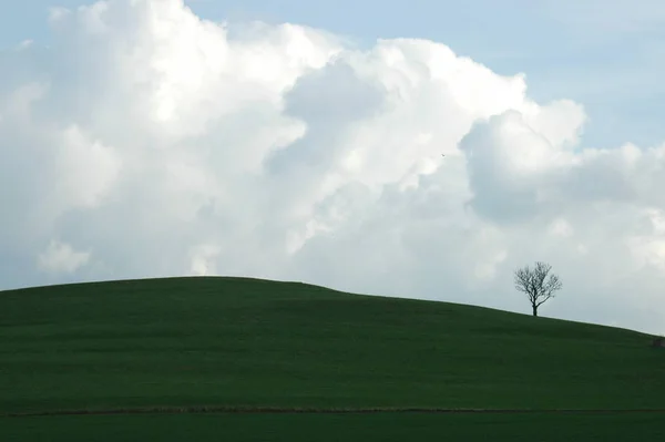 Het Langzaam Groen — Stockfoto