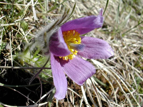 Bel Colpo Botanico Carta Parati Naturale — Foto Stock