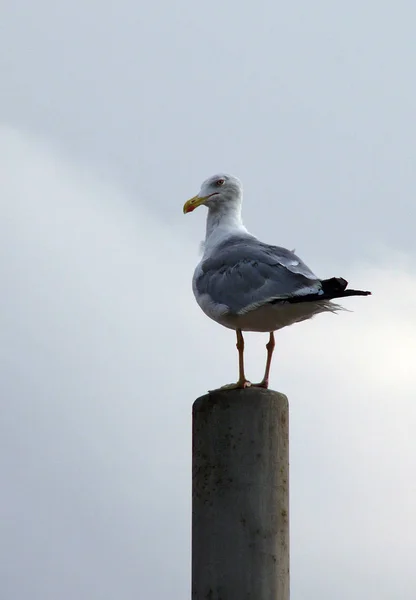 Scenic View Beautiful Seagull Birds Nature — Stock Photo, Image