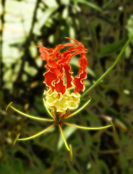 Alguma Flor Engraçada Tomada Área U200B U200Bkuching Sarawak — Fotografia de Stock