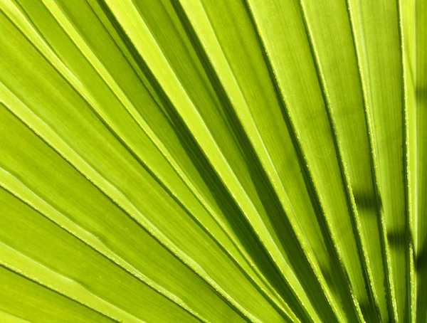 Beautiful Botanical Shot Natural Wallpaper — Stock Photo, Image