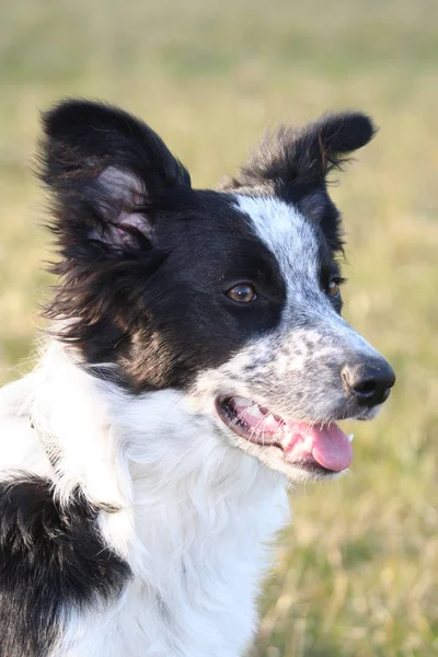 Cane Collie Frontiera Animale Domestico Animale Domestico — Foto Stock