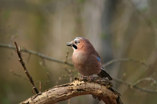 Vacker Utsikt Över Vacker Fågel Naturen — Stockfoto