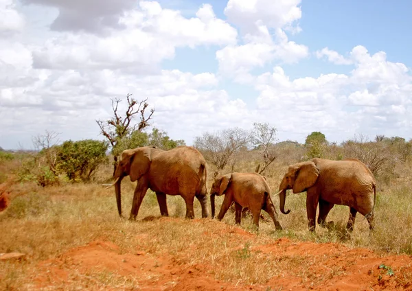 Djurliv Däggdjur Elefantdjur — Stockfoto