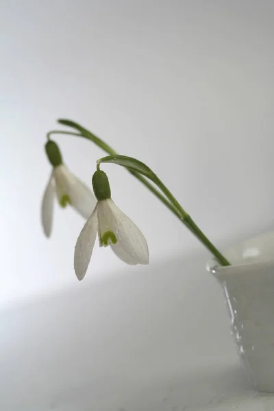 Kar Damlaları Ilk Bahar Çiçeği — Stok fotoğraf