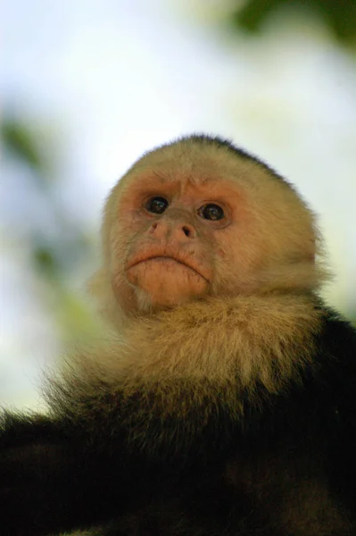 Apdjur Primat Däggdjur — Stockfoto