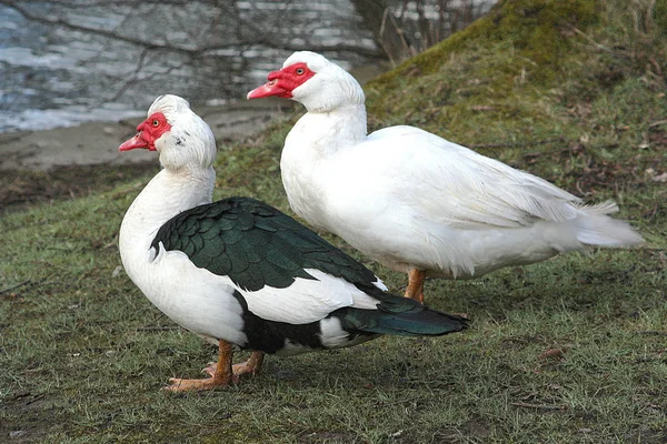 Grenaille Observation Canard Dans Nature Sauvage — Photo