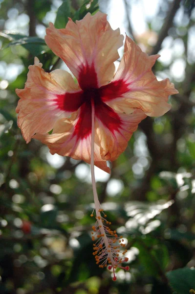 Cênica Bela Flor Hibisco Colorido — Fotografia de Stock