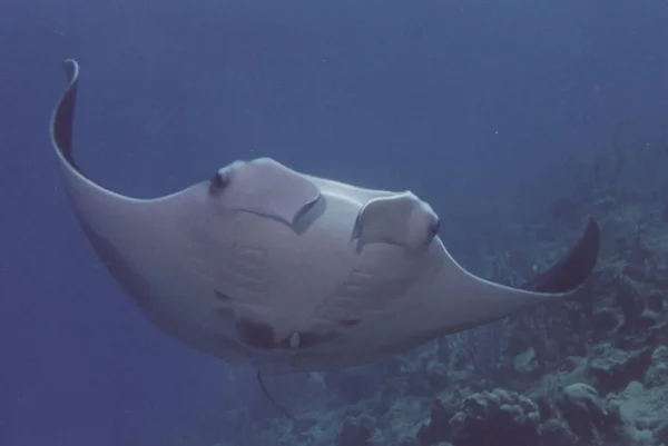 Manta Pesce Raggio Subacqueo Acque Profonde — Foto Stock