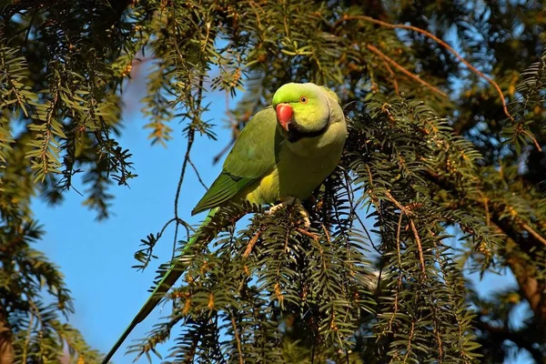 Vista Panoramica Bellissimo Uccello Pappagallo Natura — Foto Stock