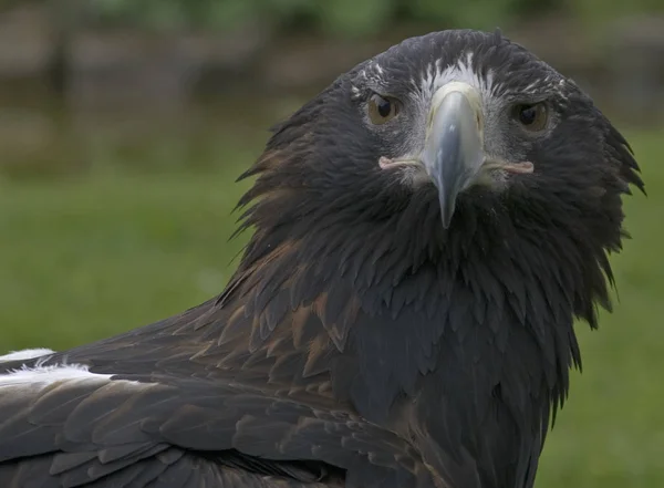 scenic view of majestic golden eagle at wild nature