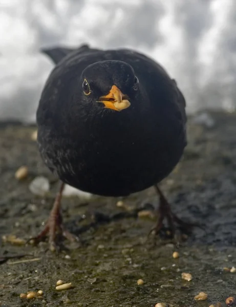 Zangvogel Ornithologie Fauna — Stockfoto