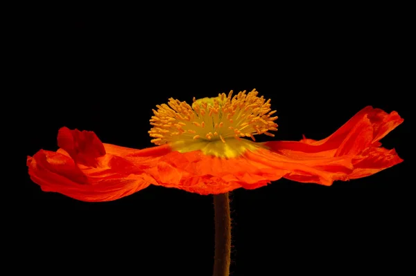 Vista Cerca Hermosas Flores Amapola Silvestre — Foto de Stock