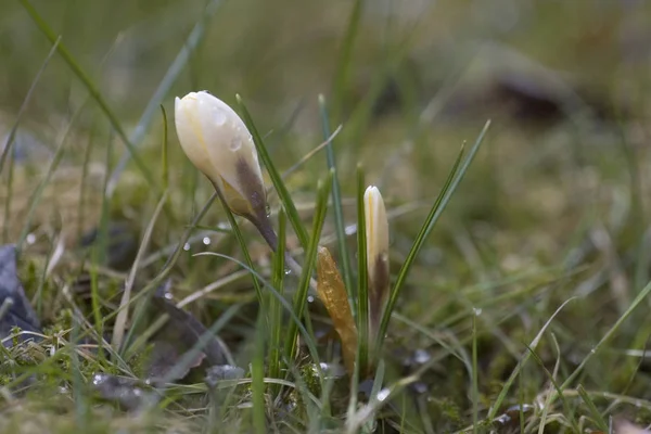 自然の中で花を咲かせ春の植物 — ストック写真