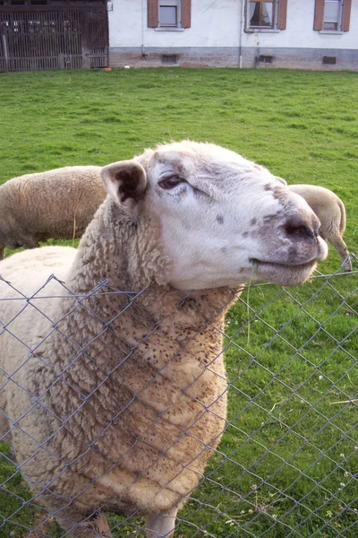 Großaufnahme Von Tier Zoo — Stockfoto