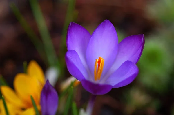 Crocus Çiçek Açan Doğa Flora — Stok fotoğraf