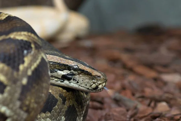 Vista Majestosa Serpente Python Selvagem — Fotografia de Stock