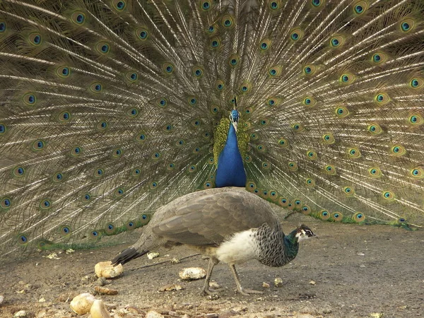 Schilderachtig Uitzicht Prachtige Vogel Natuur — Stockfoto