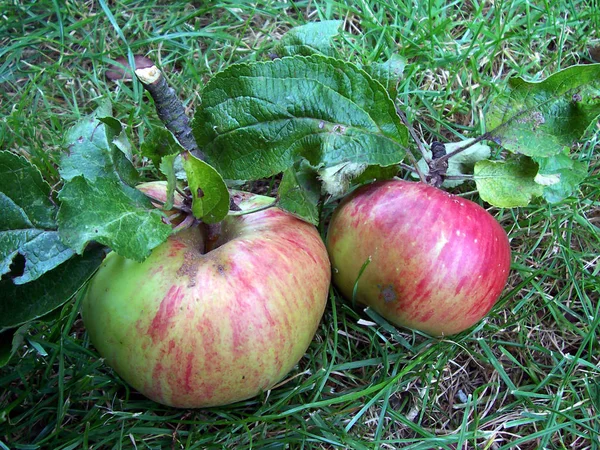 Świeże Dojrzałe Jabłka Zdrowe Odżywianie — Zdjęcie stockowe