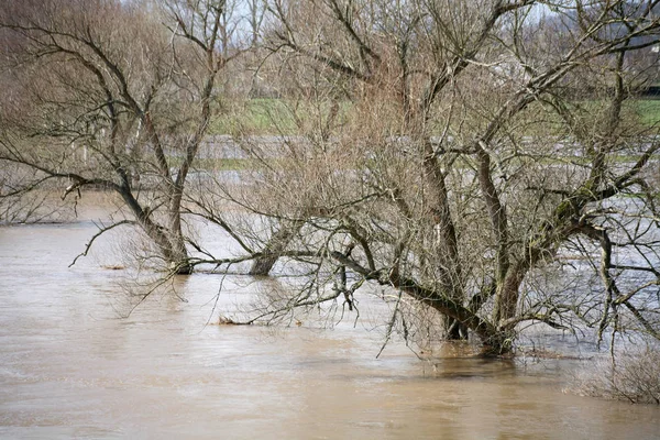 Árvores Weser Rio Rinteln Niedersachsen — Fotografia de Stock