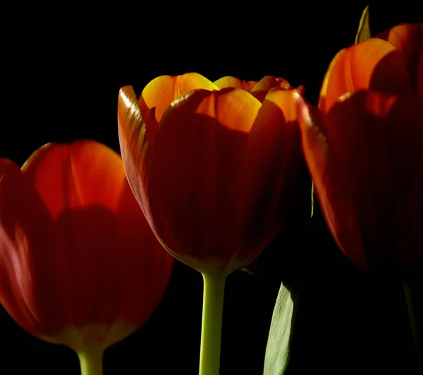 Tulip Flowers Petals Spring Flora — Stock Photo, Image