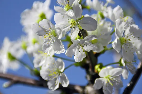 Квіти Сакури Весняна Флора — стокове фото