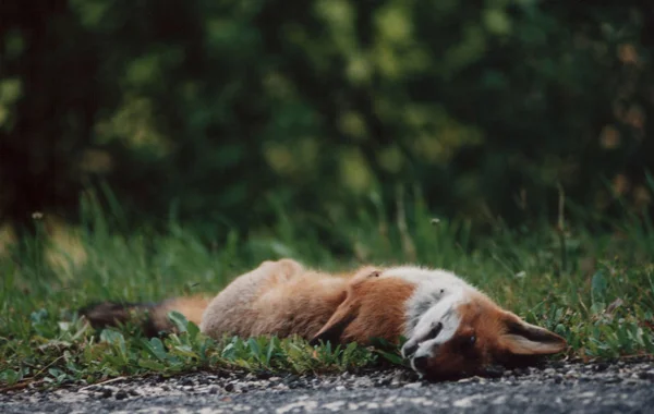 Different Animals Selective Focus — Stock Photo, Image