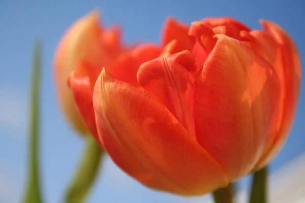 Tulipánový Květ Jarní Flóra — Stock fotografie