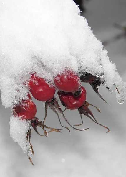 Rose Hip Red Berries — стоковое фото