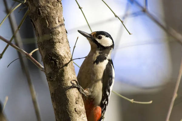 Malerischer Blick Auf Den Schönen Spechtvogel Der Natur — Stockfoto